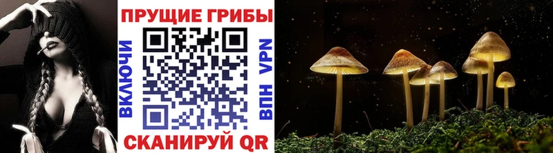 Галлюциногенные грибы Cubensis  Гудермес 